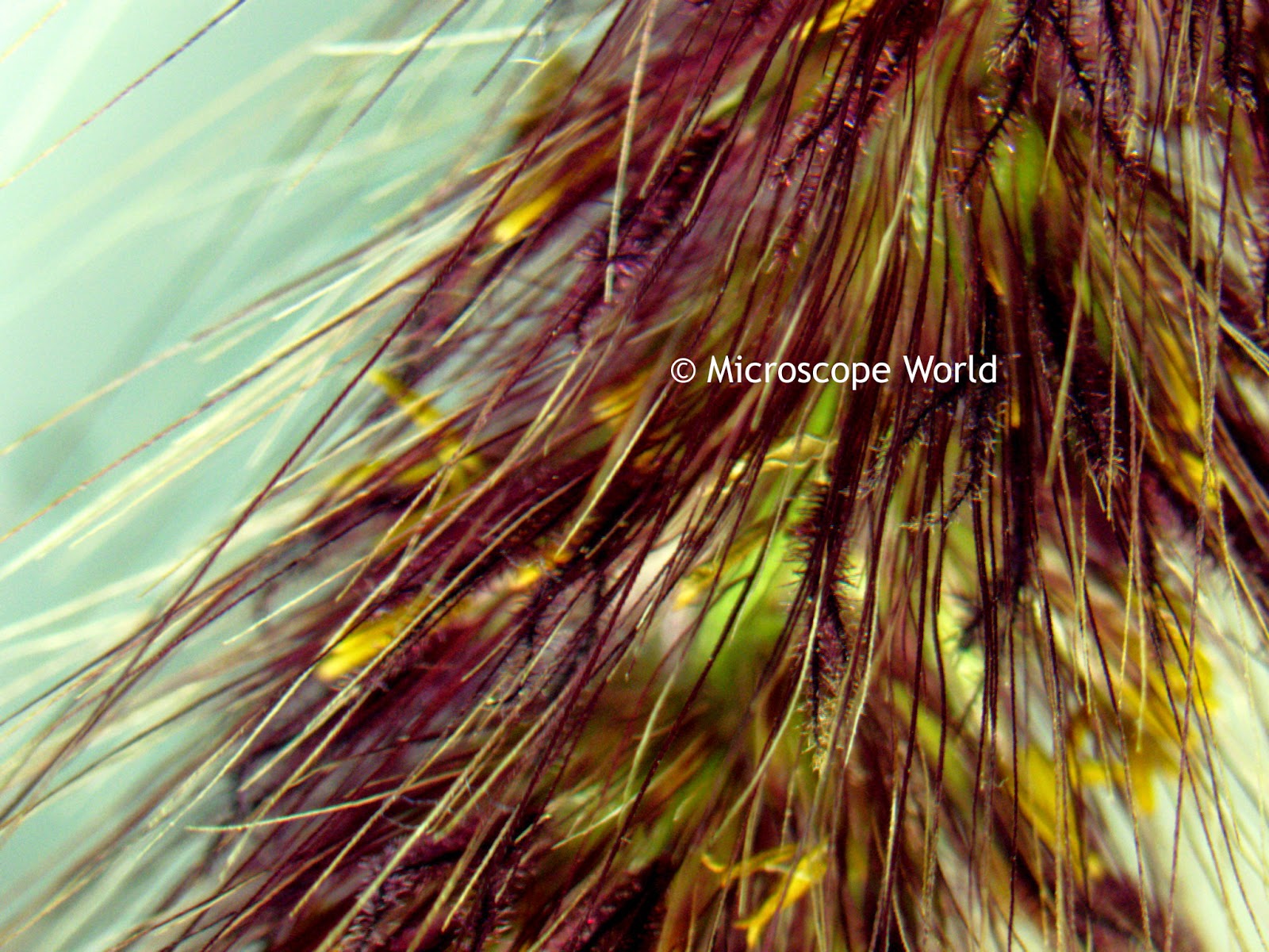 microscope image of cattail