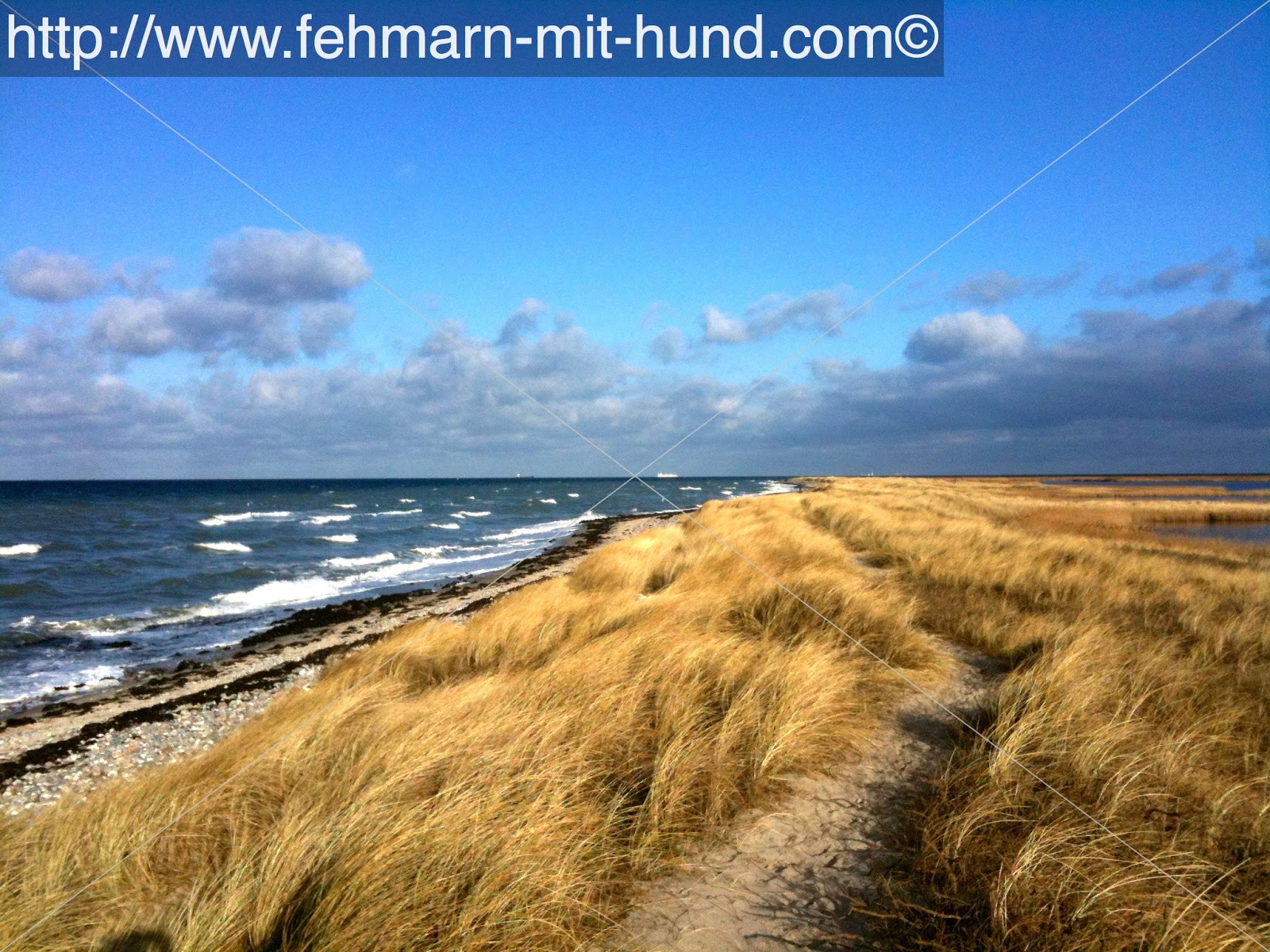 Fehmarn mit Hund Hundestrände auf Fehmarn