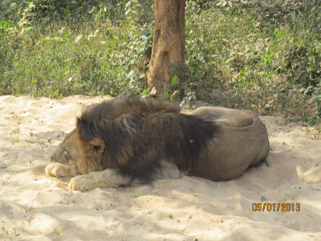 Nandankanan Lion jungle safari Odisha