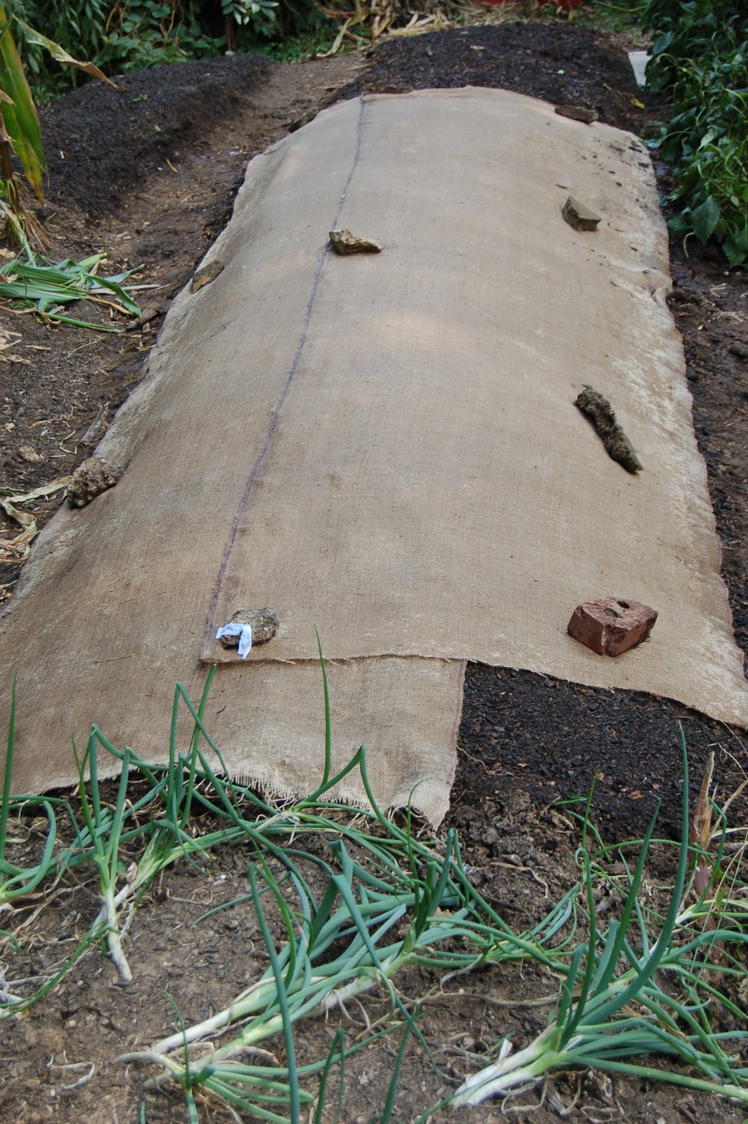 Midwestern Garden Fall Radishes. Double dug raised beds using trench