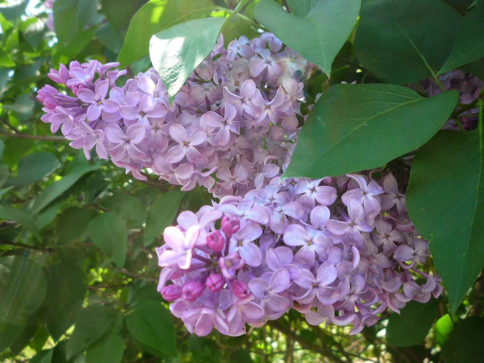 Lilacs on Memorial weekend. South Burlington, Vermont South