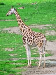 Pashudhan and Animal Science : Giraffe – Beautiful tallest animal in the  world