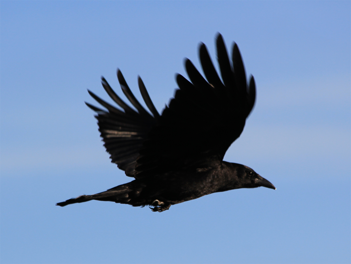 Crow Flight