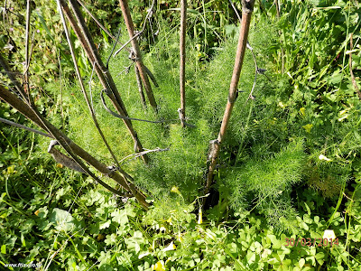 Μάραθος-Foeniculum vulgare