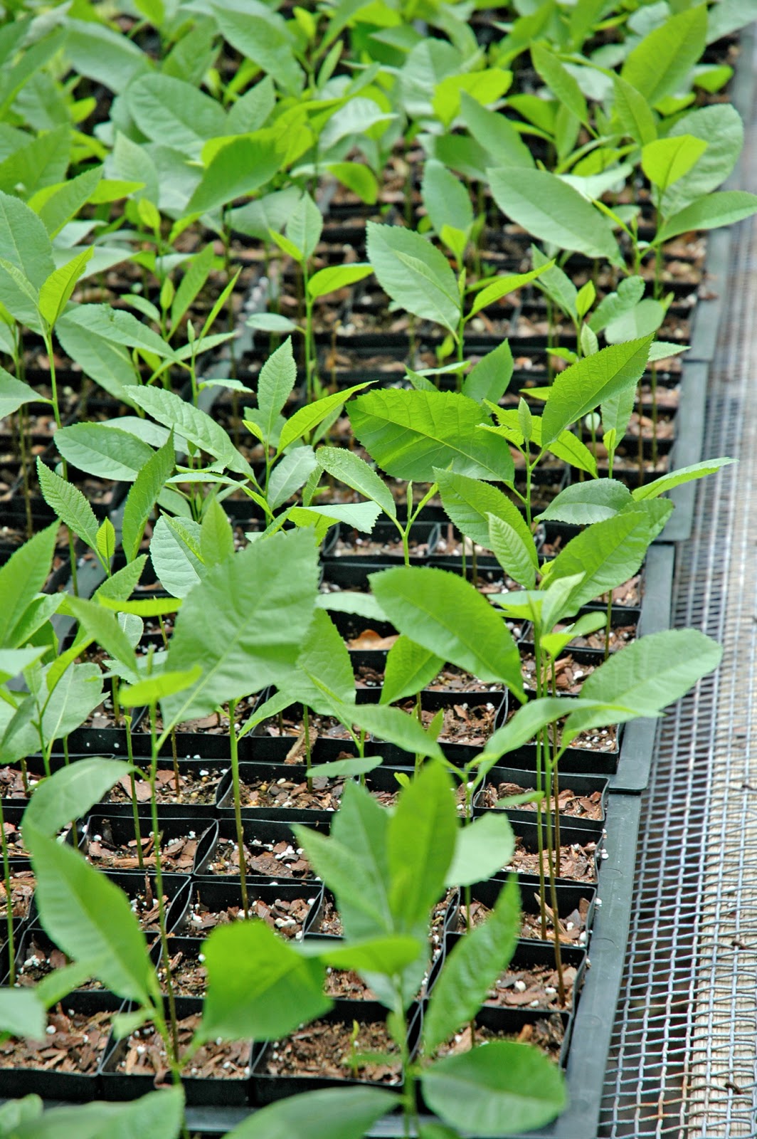 Northern Pecans Growing pecan seedlings in containers