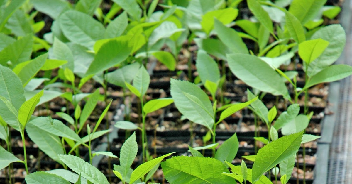 Northern Pecans Growing pecan seedlings in containers