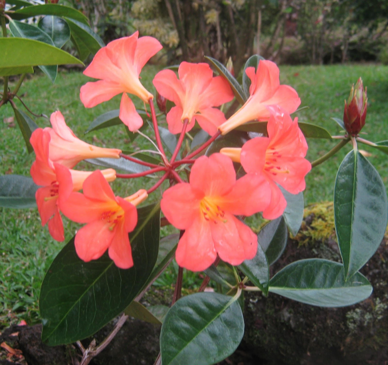 Rhododendron Periclymenoides Pink Azalea Care And Culture