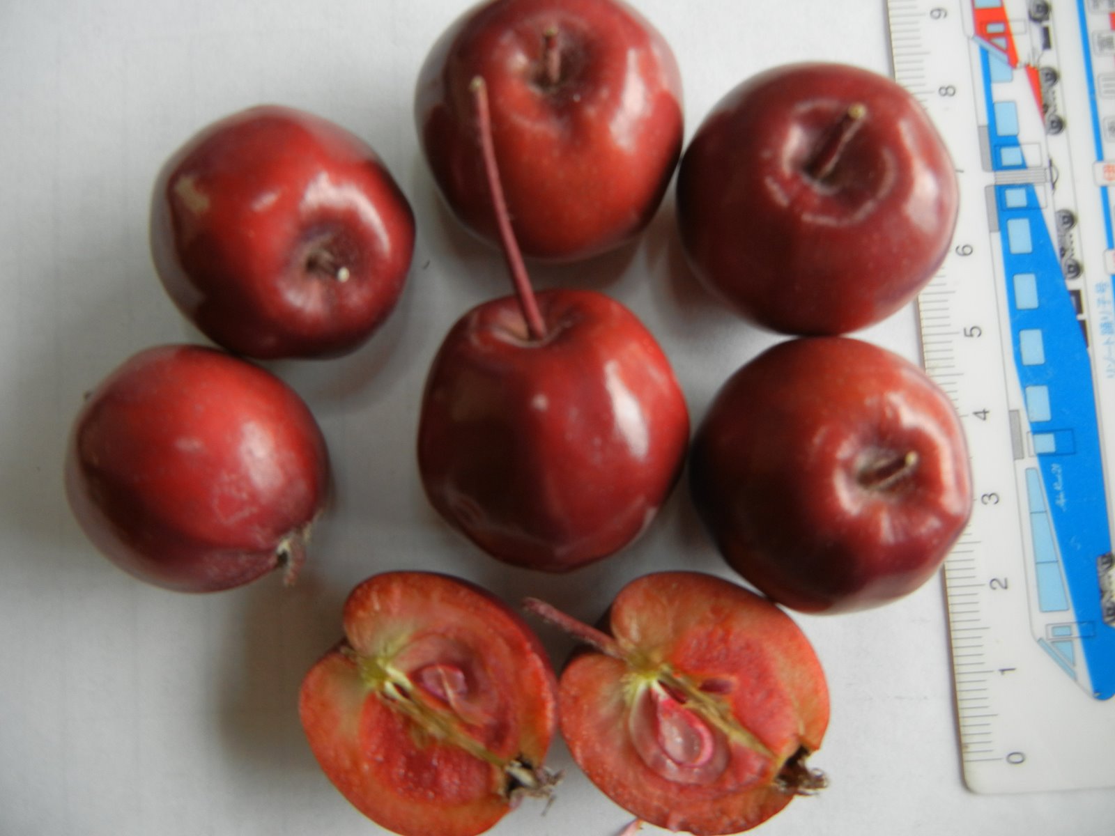 栗山農園りんごオーナーズブログ メイポールを摘果