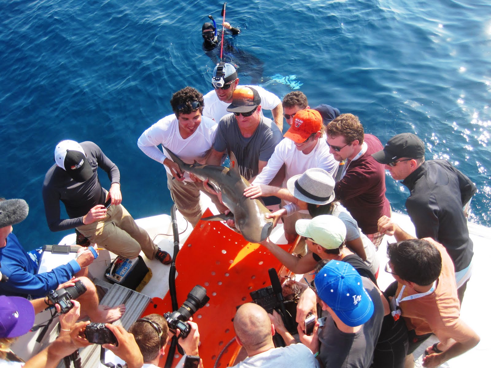 Sea Shark Boat