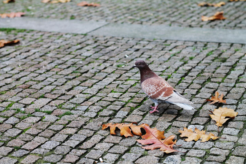 brown pigeon