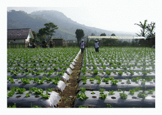 ERKOES: Prinsip Pembangunan Pertanian Berkelanjutan