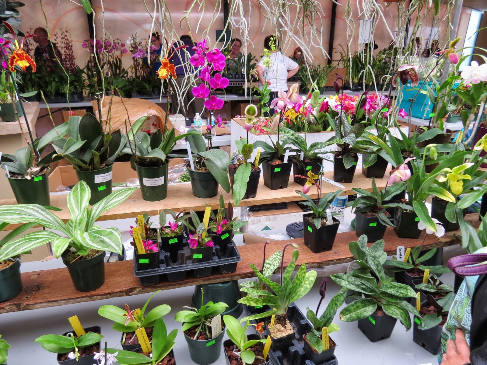 Arrowhead Alpines Blog The Three Rules To Growing Daphnes