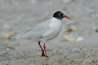 Gaviota cabecinegra, Larus melanocephalus, Mediterranean Gull