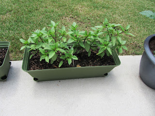 Gardening with Bobbins of Basil | bobbinsofbasil.blogspot.com Gardening with Bobbins of Basil | bobbinsofbasil.blogspot.com