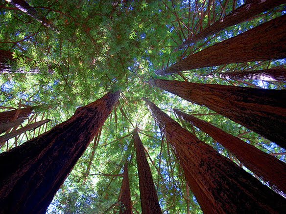Cartoon Redwood Tree