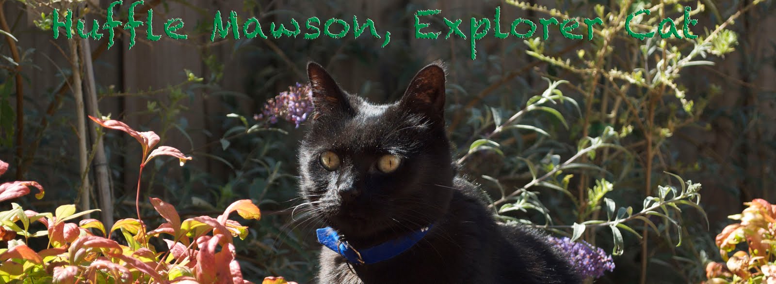 Huffle Mawson, Explorer Cat