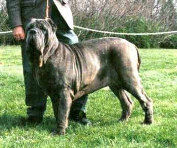 Mastiff Dog