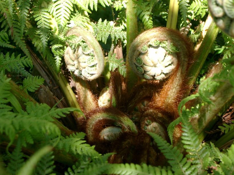 WHEN DO TREE FERNS PUT OUT NEW FRONDS? The Garden of Eaden