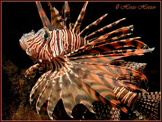 lion fish animal lionfish wallpaper