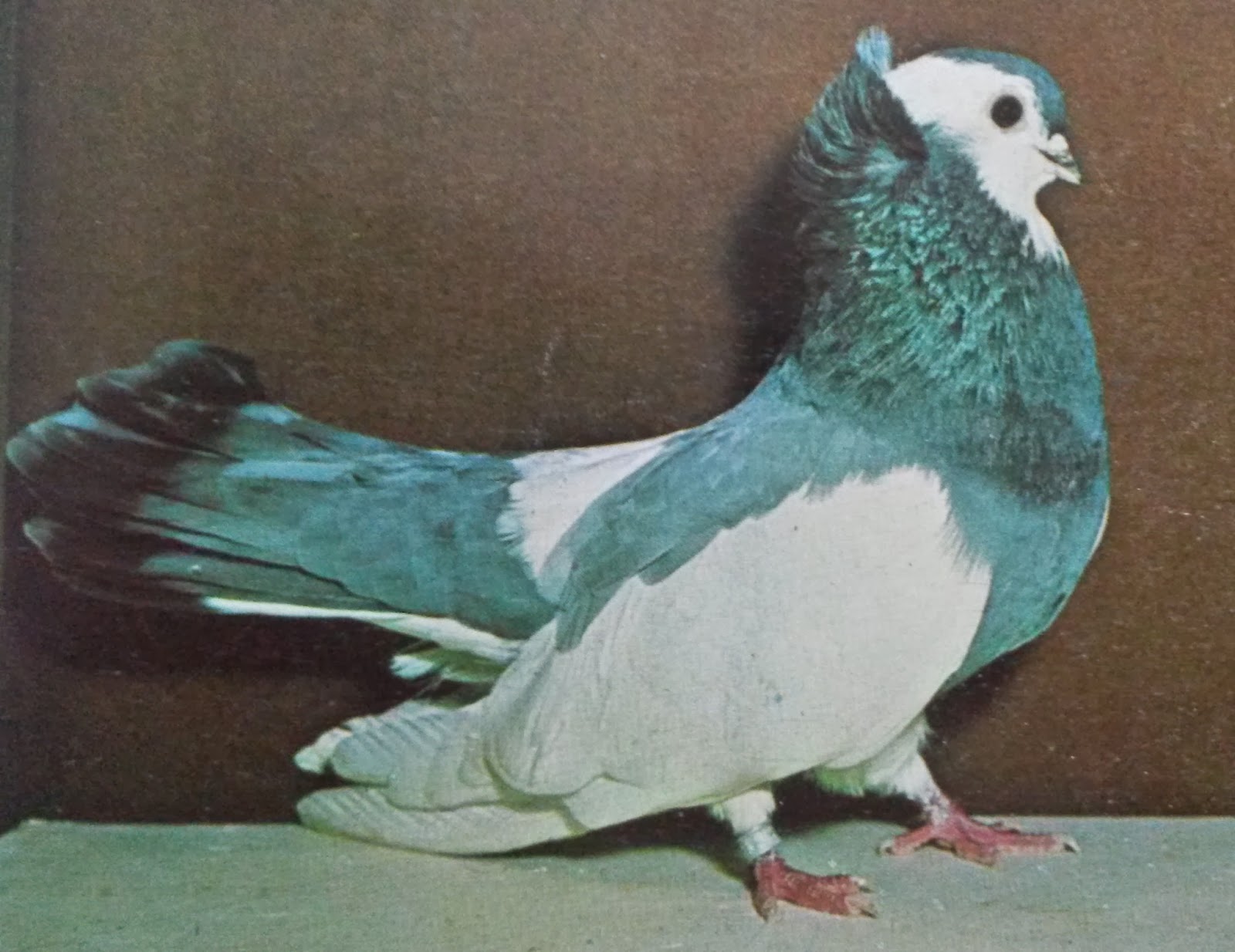 Koros Tumbler Pigeon with Origin Description Size Ornaments Color