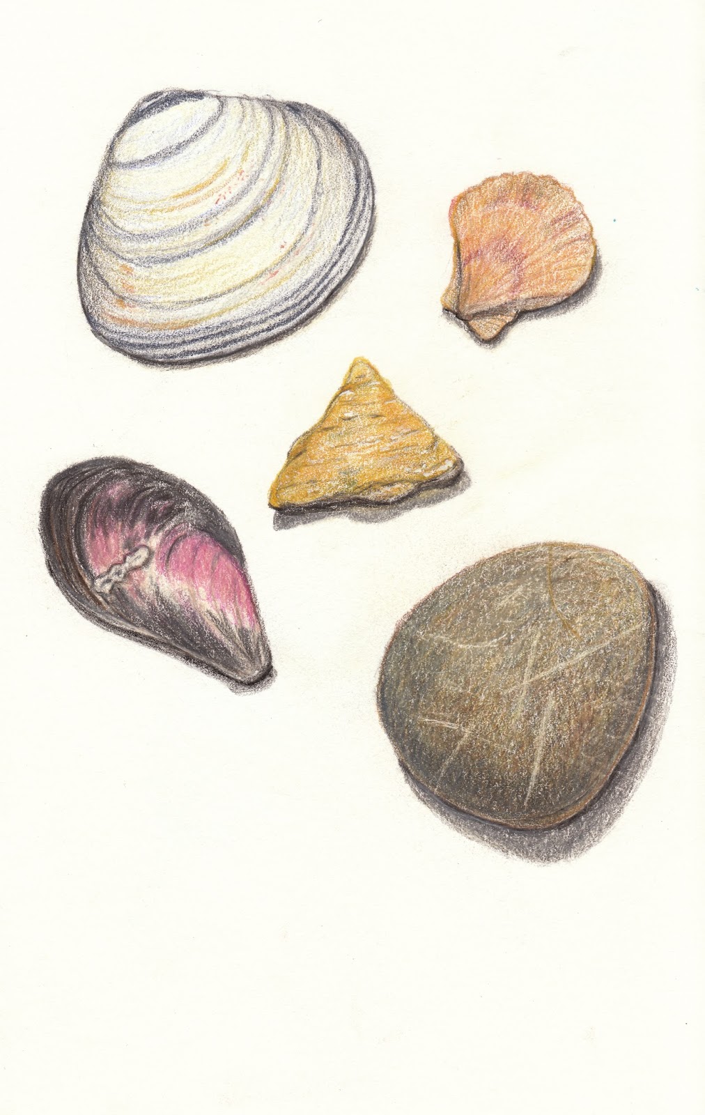 Drawing Seashells with Watercolor Pencils