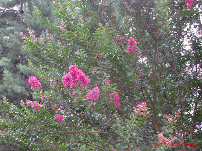 Crepe Myrtle