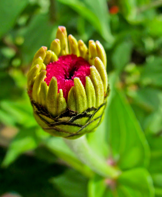 Pink Flower Bud - Botanical Photography