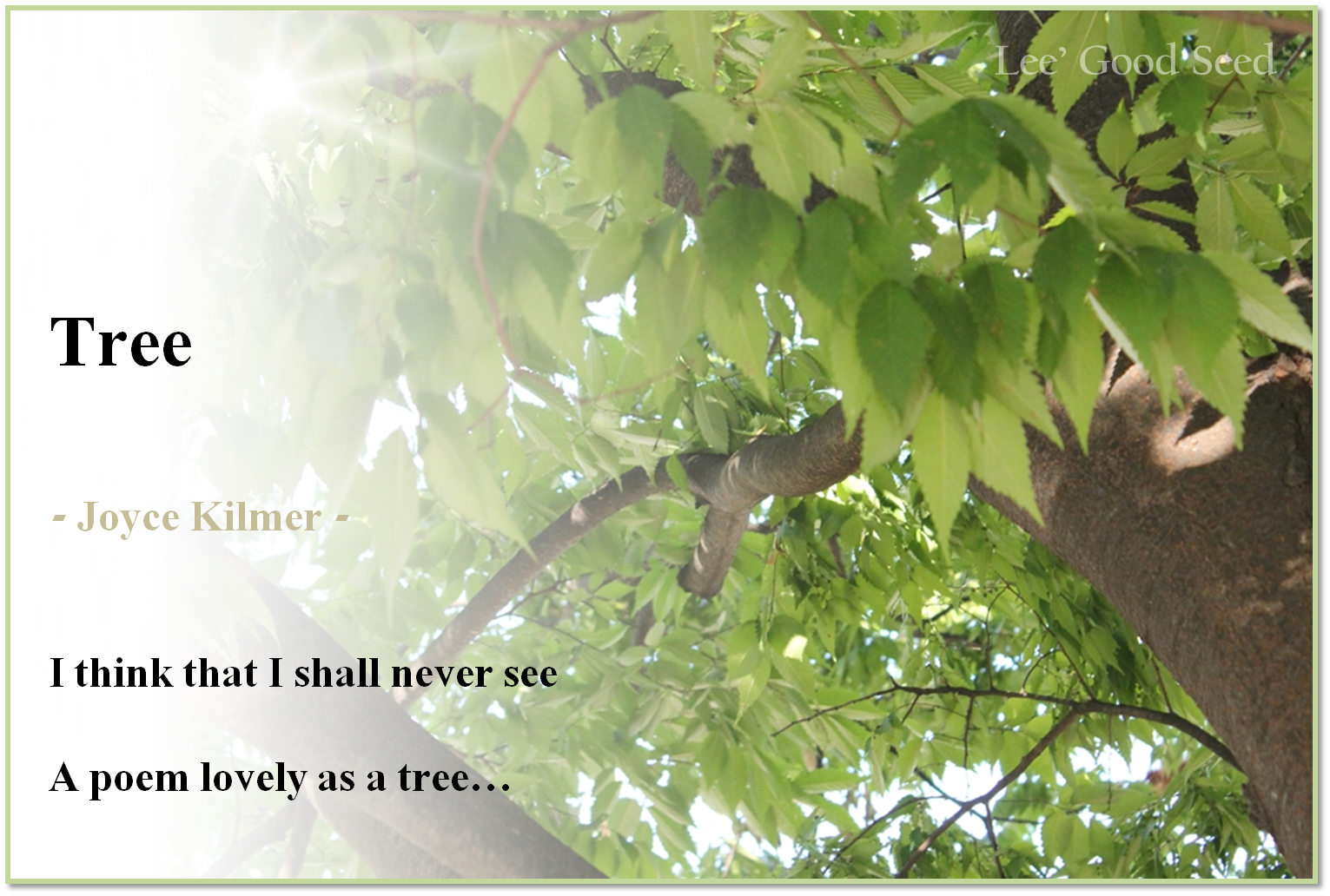 Shincheonji 'Good Seed': Famous Poems about Life-Joyce Kilmer Trees