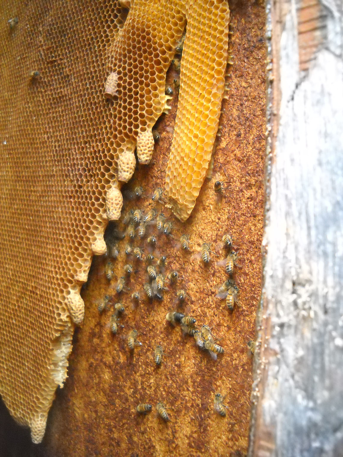 MVCC Beekeeping Feasibility Study
