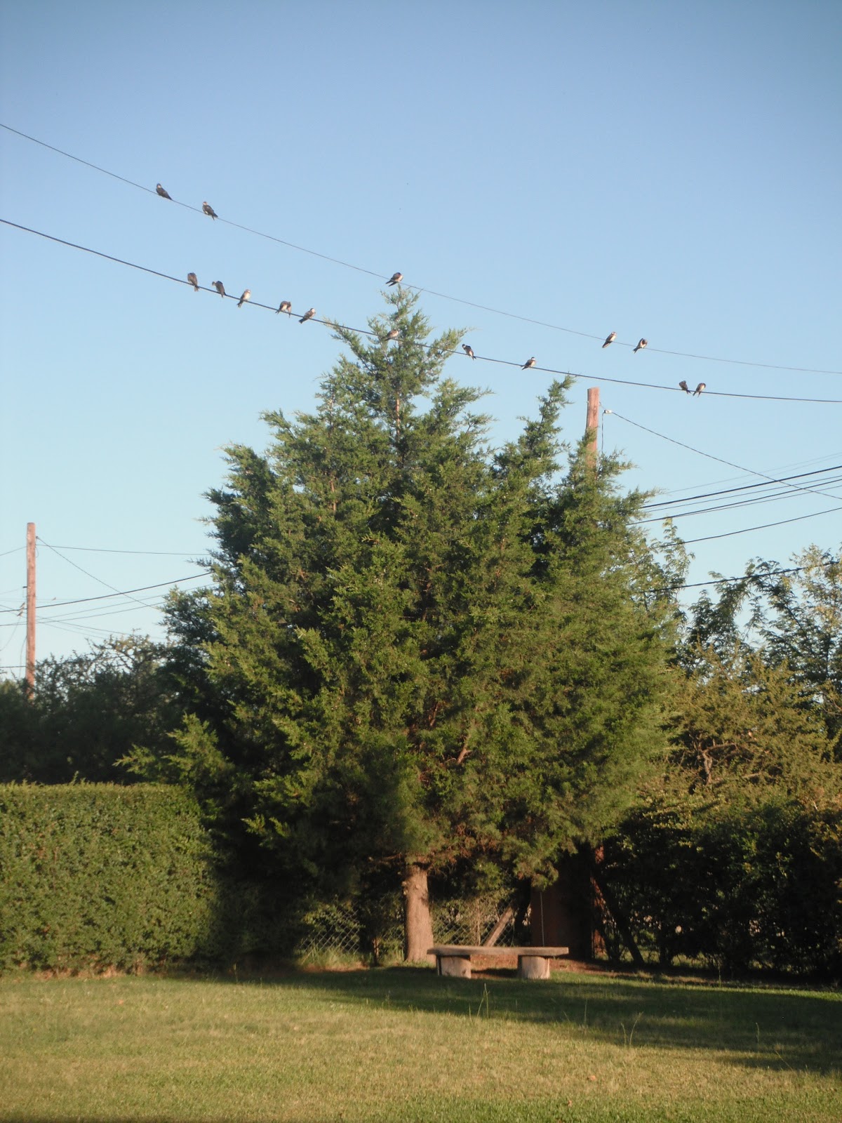 en línea frotar y tirar golondrina en línea frotar y tirar golondrina