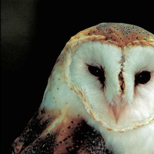 Endangered New Jersey Jersey Owls