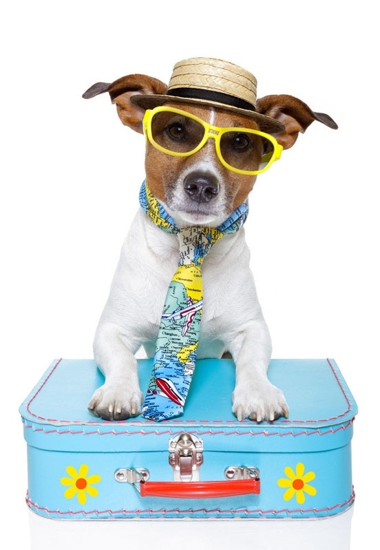 Pet Travel