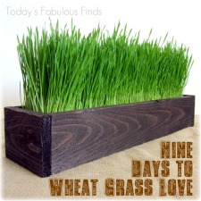 Grow Wheat Grass in 7-9 Days