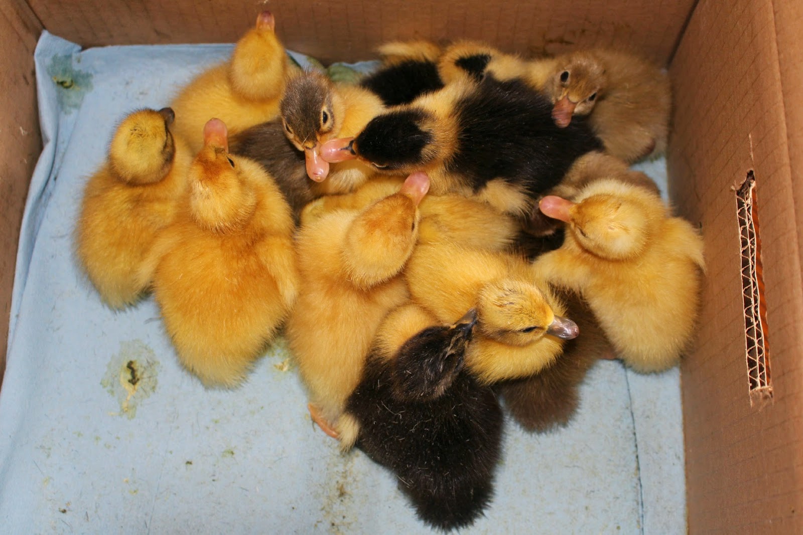 A box full of ducks Farm Girl