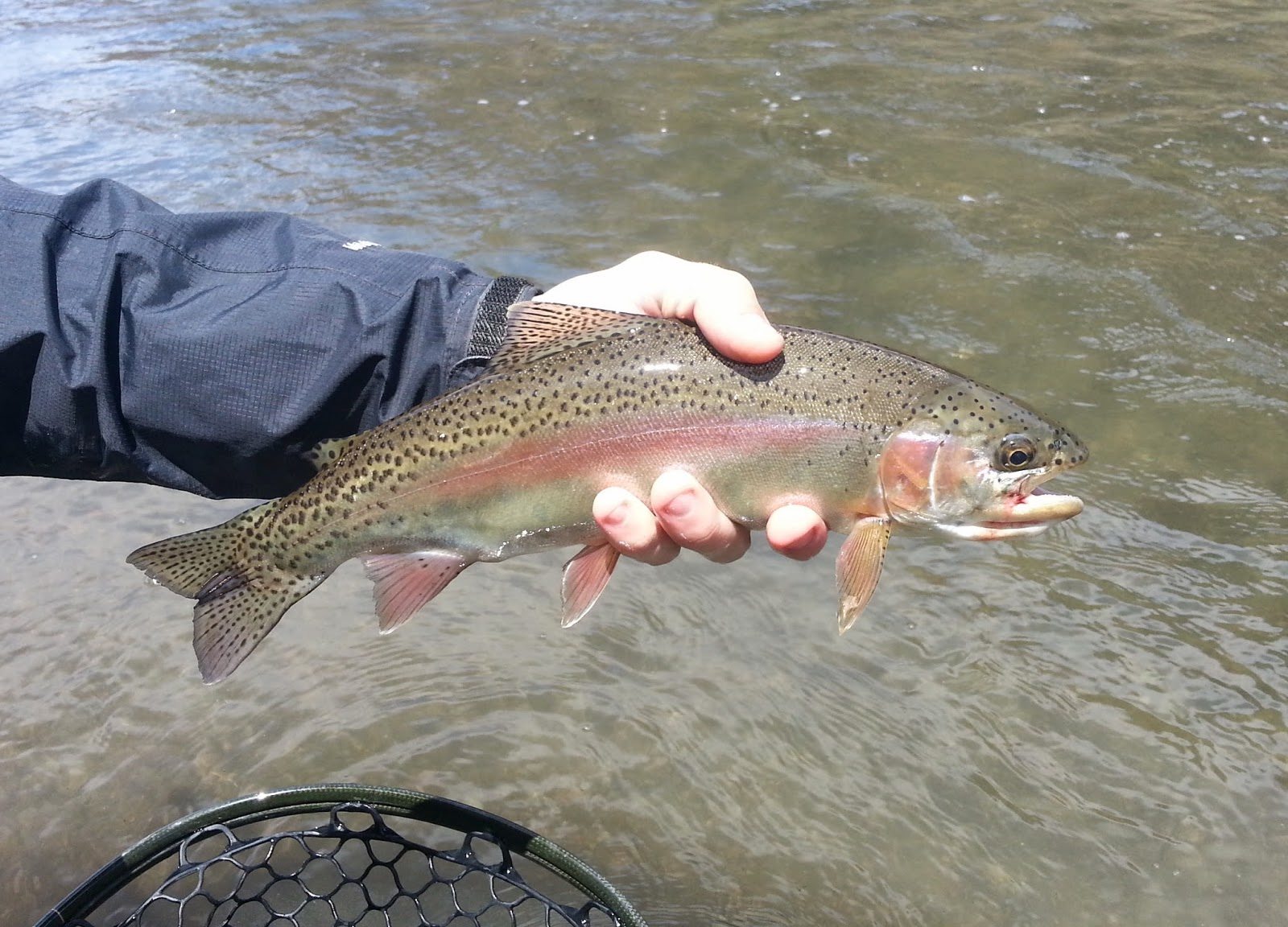 Sipping Trout and Ending the Drought Keystone Fly Fishing