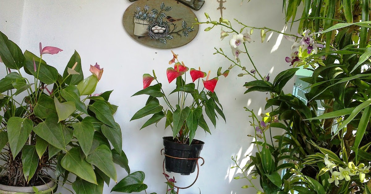 Cara Merawat Tanaman Dan Aneka Tanaman Hias: Tips Memilih Tanaman Hias