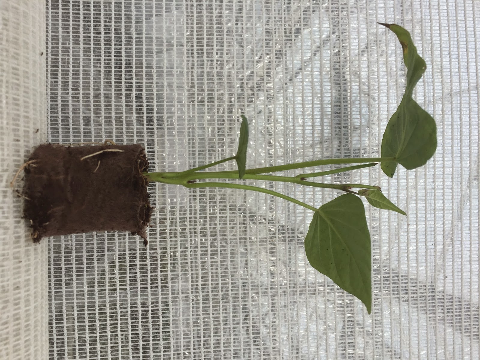 Sweetbay Blooming Friday Prunus Mume And Winter Honeysuckle