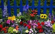 Comentarios. Hermosa cerca con Coloridas Flores entre las que podemos ver: . jardin con flores lirios tsiniyas dalias girasoles imagenes de coloridas flores