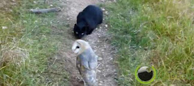 Pasangan Kucing Hitam Dan Burung Hantu
