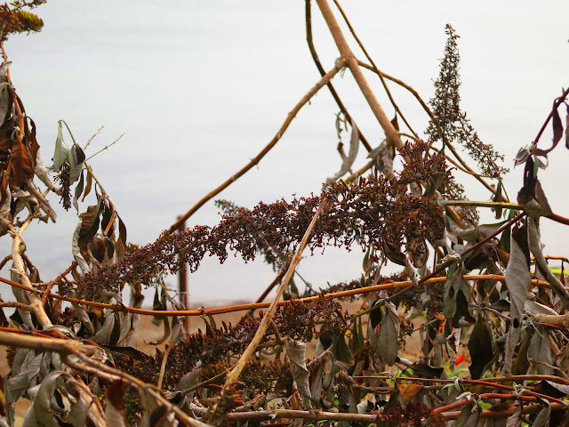 DEAD BUDDLEIA