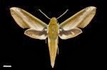 hawkmoth