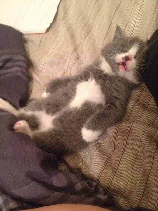 Так спит мой смешной котенок