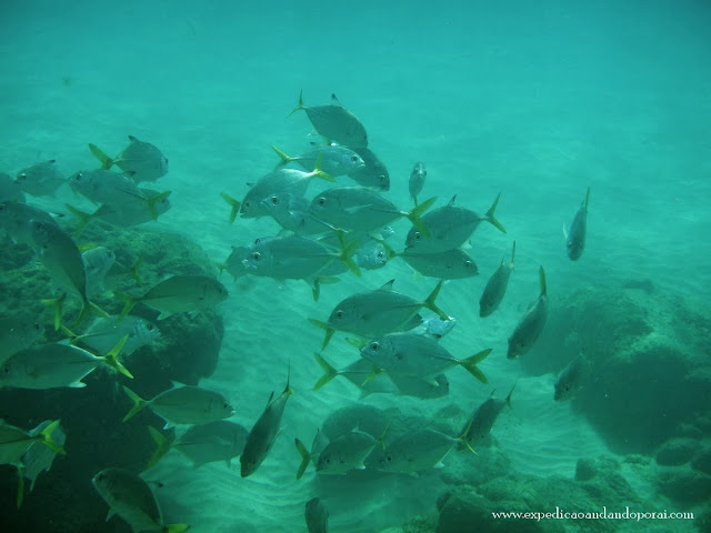 Snorkeling na Praia do Sancho