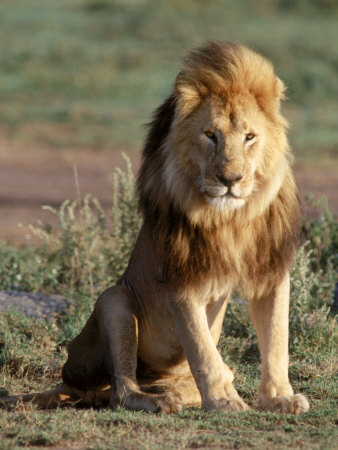 wild male lion