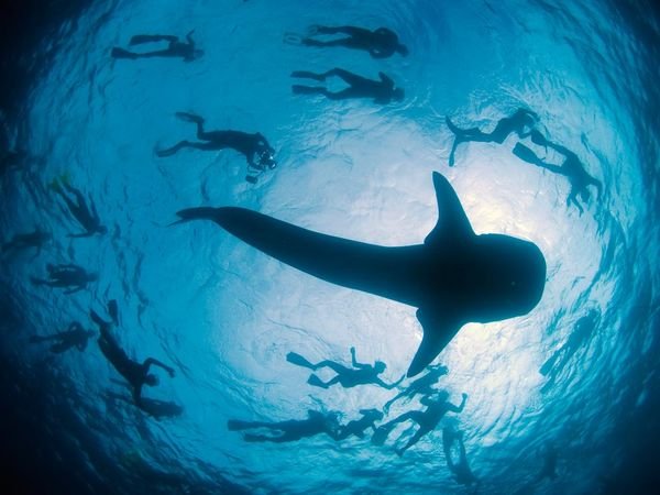 Amazing-Whale-Shark.jpg