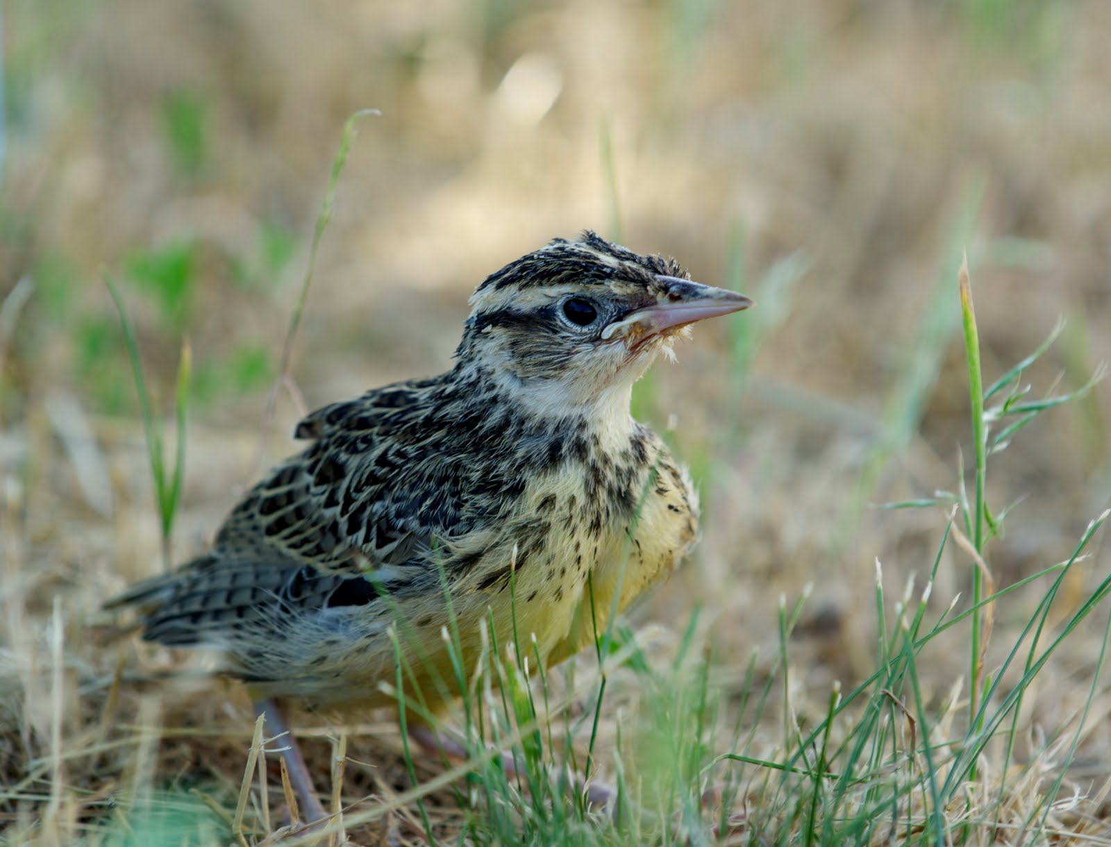 Singing Toad Farm Meadowlark Fledgling
