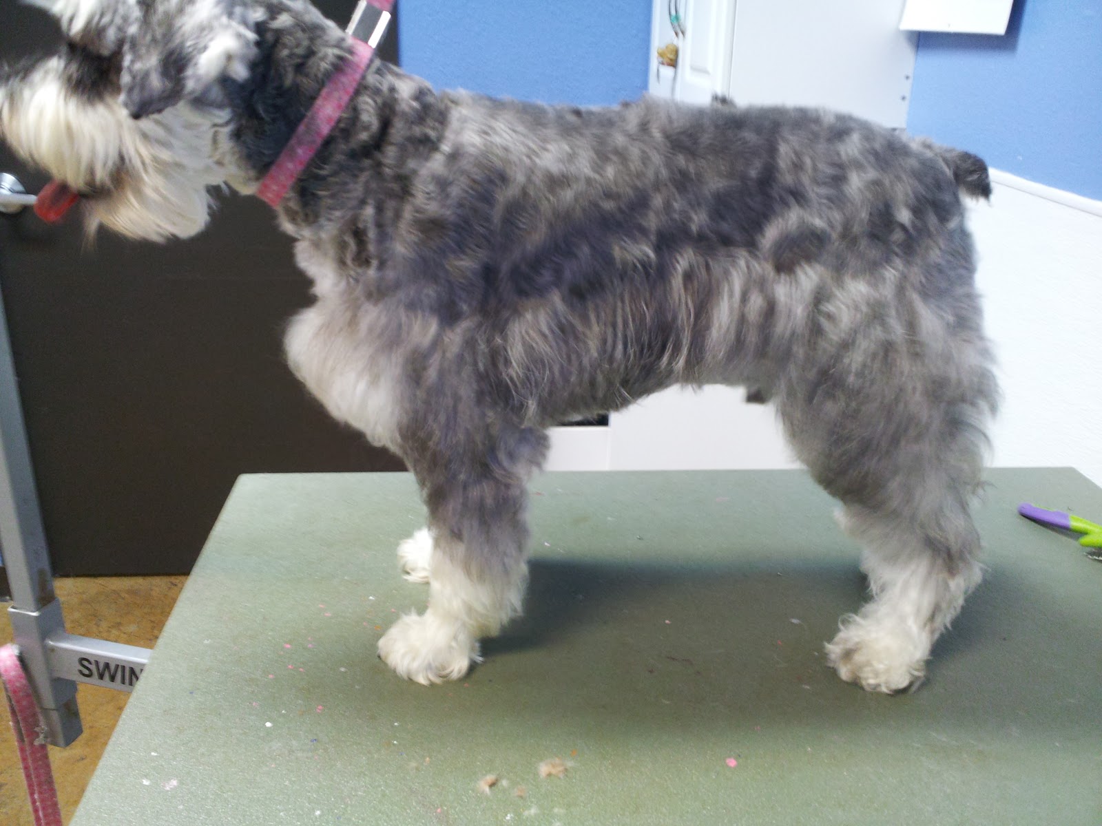 black russian terrier grooming pattern