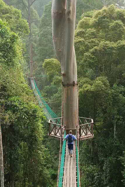  حقآآئق مذهله َ! Borneo+Rainforest+Canopy+Walkway,+Malaysia