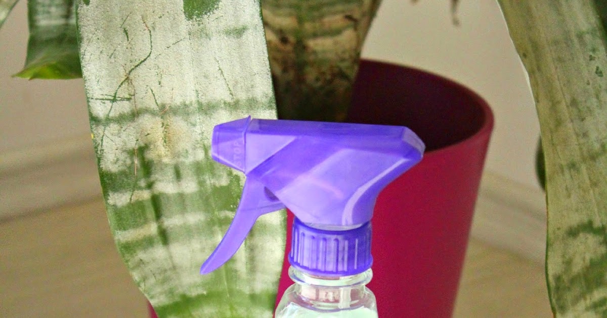 Totally Tutorials Tutorial Make Homemade Spider Repellent