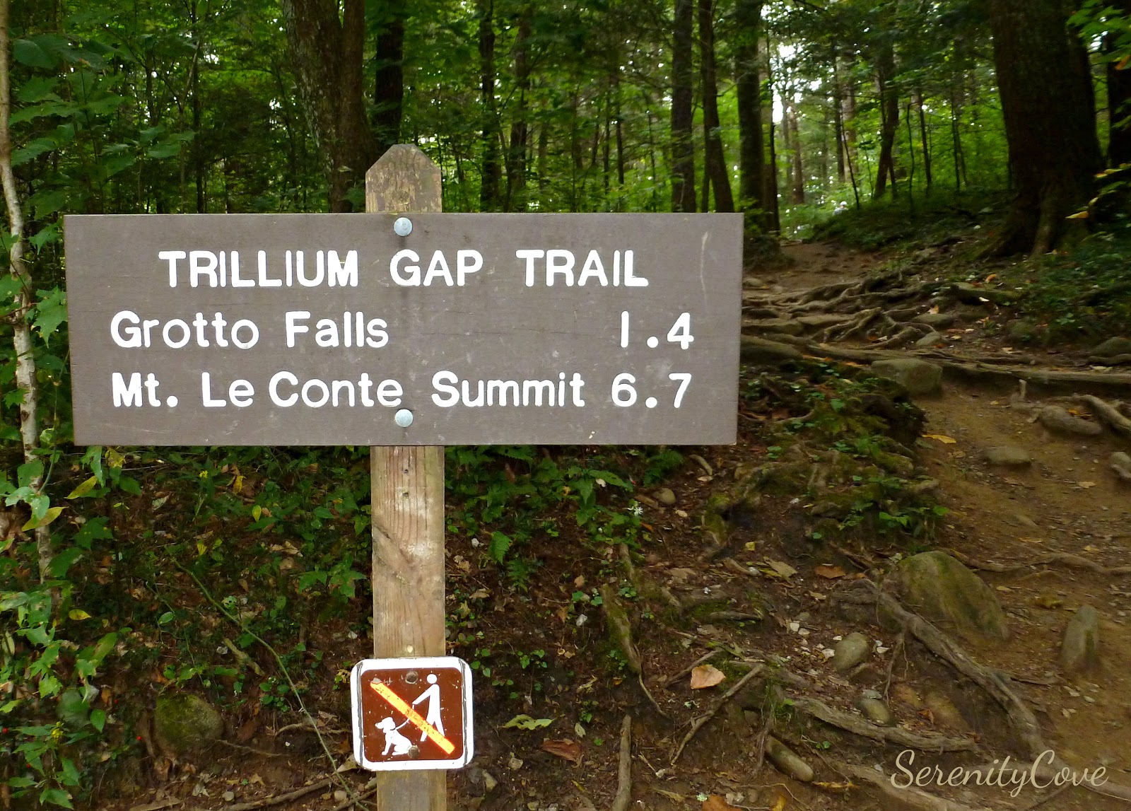 Serenity Cove Mount LeConte Hike Six